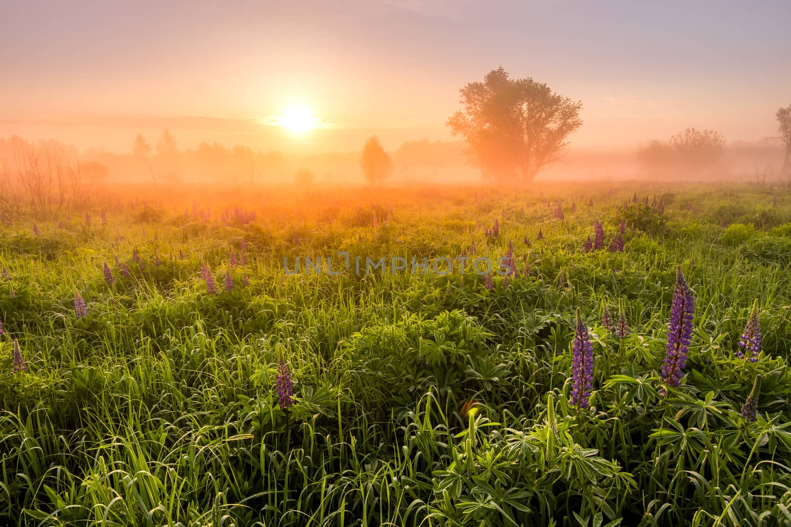 Sunrise on a field covered with flowering lupines in spring or early summer season with fog and trees on a background in morning. by Eugene_Yemelyanov