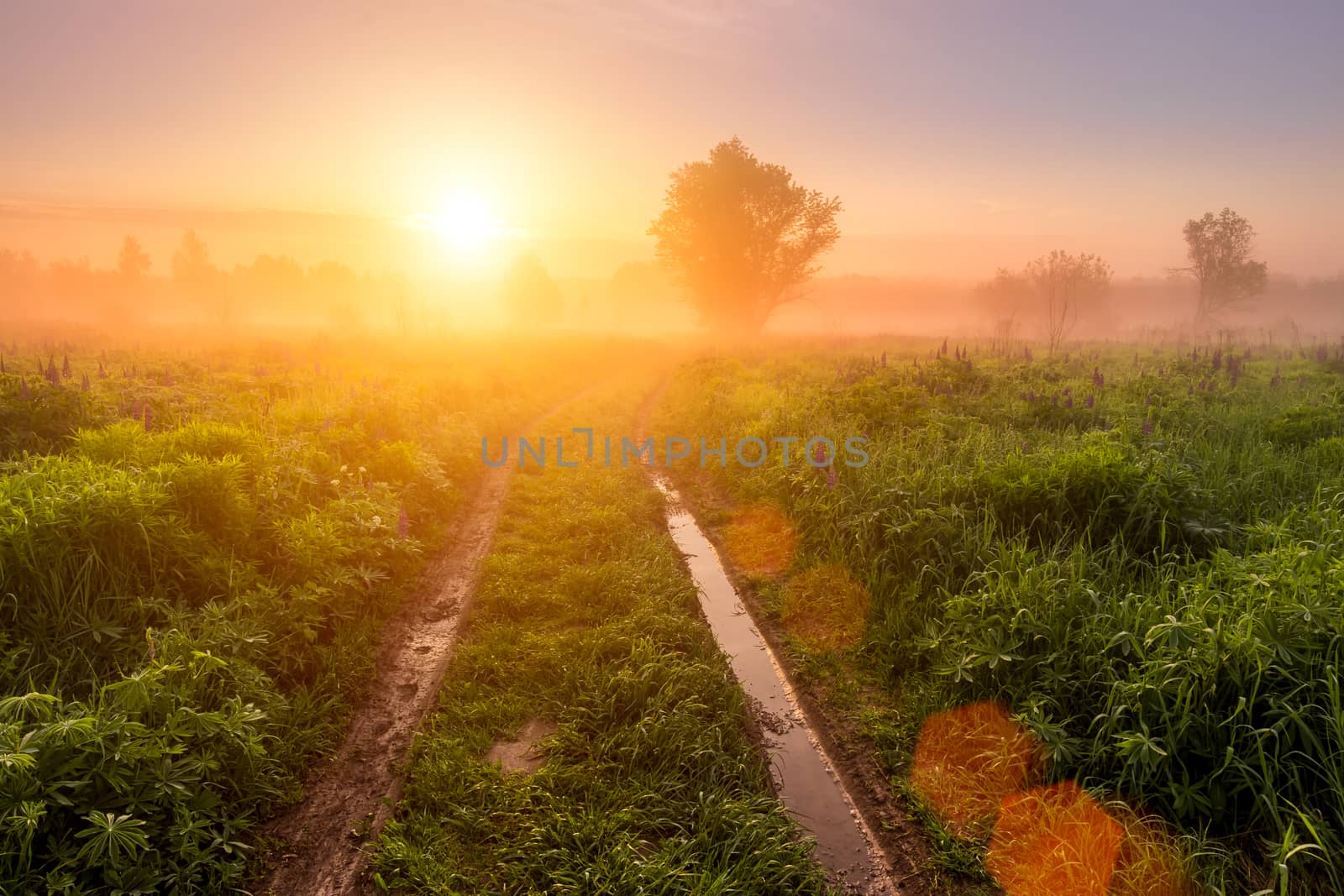 Sunrise on a field covered with flowering lupines in spring or early summer season with fog and trees on a background and path in morning. Landscape.