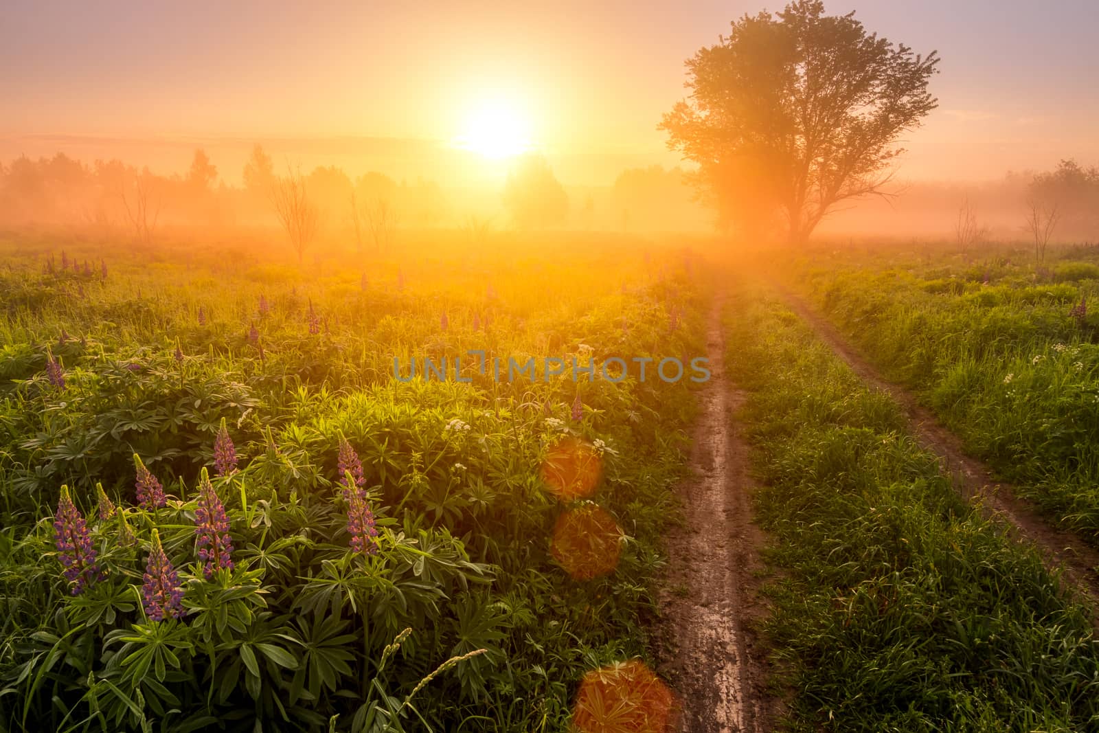 Sunrise on a field covered with flowering lupines in spring or early summer season with fog and trees on a background and path in morning. Landscape.