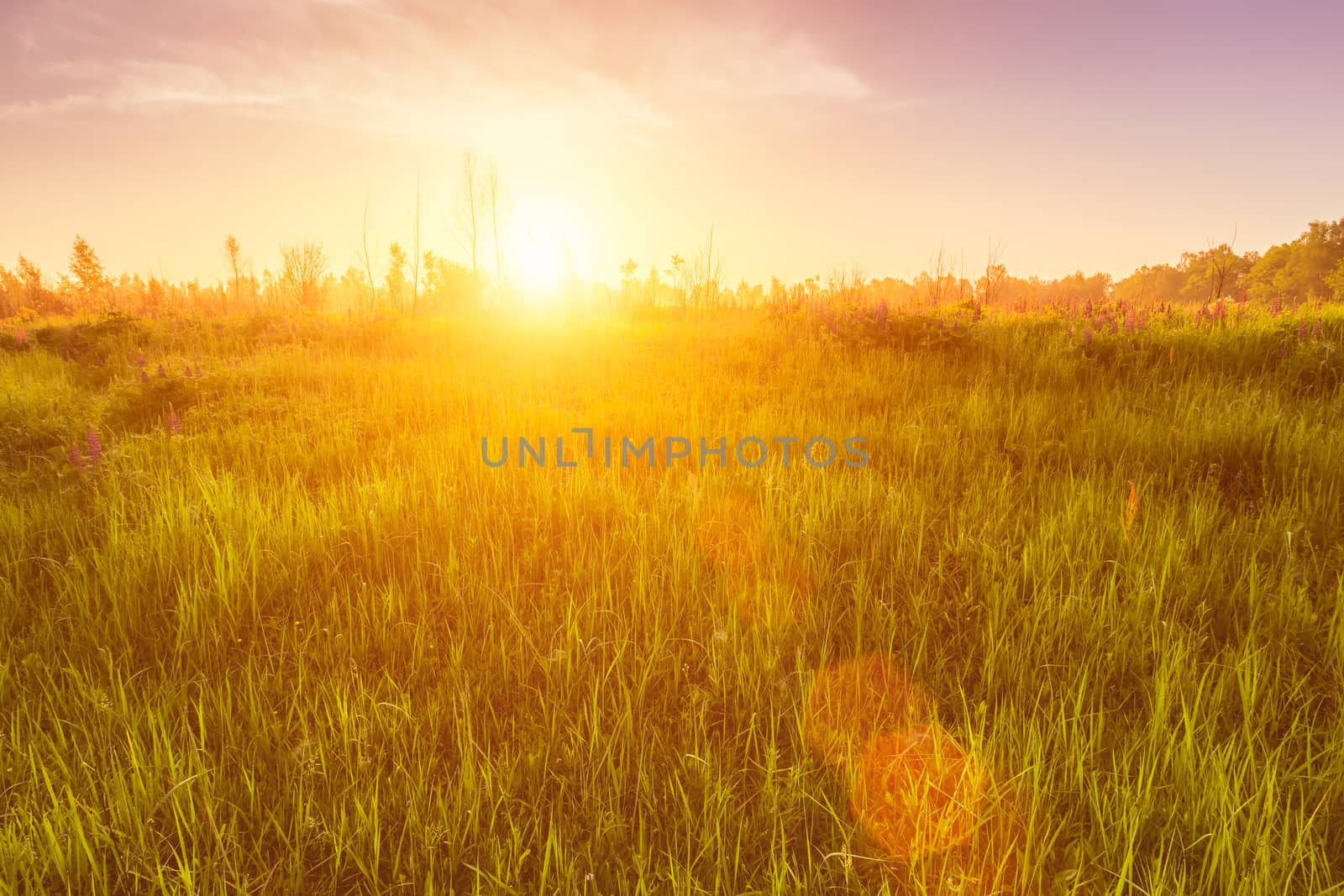 Sunrise on a field covered with flowering lupines in spring or early summer season with fog and trees on a background in morning. Landscape.