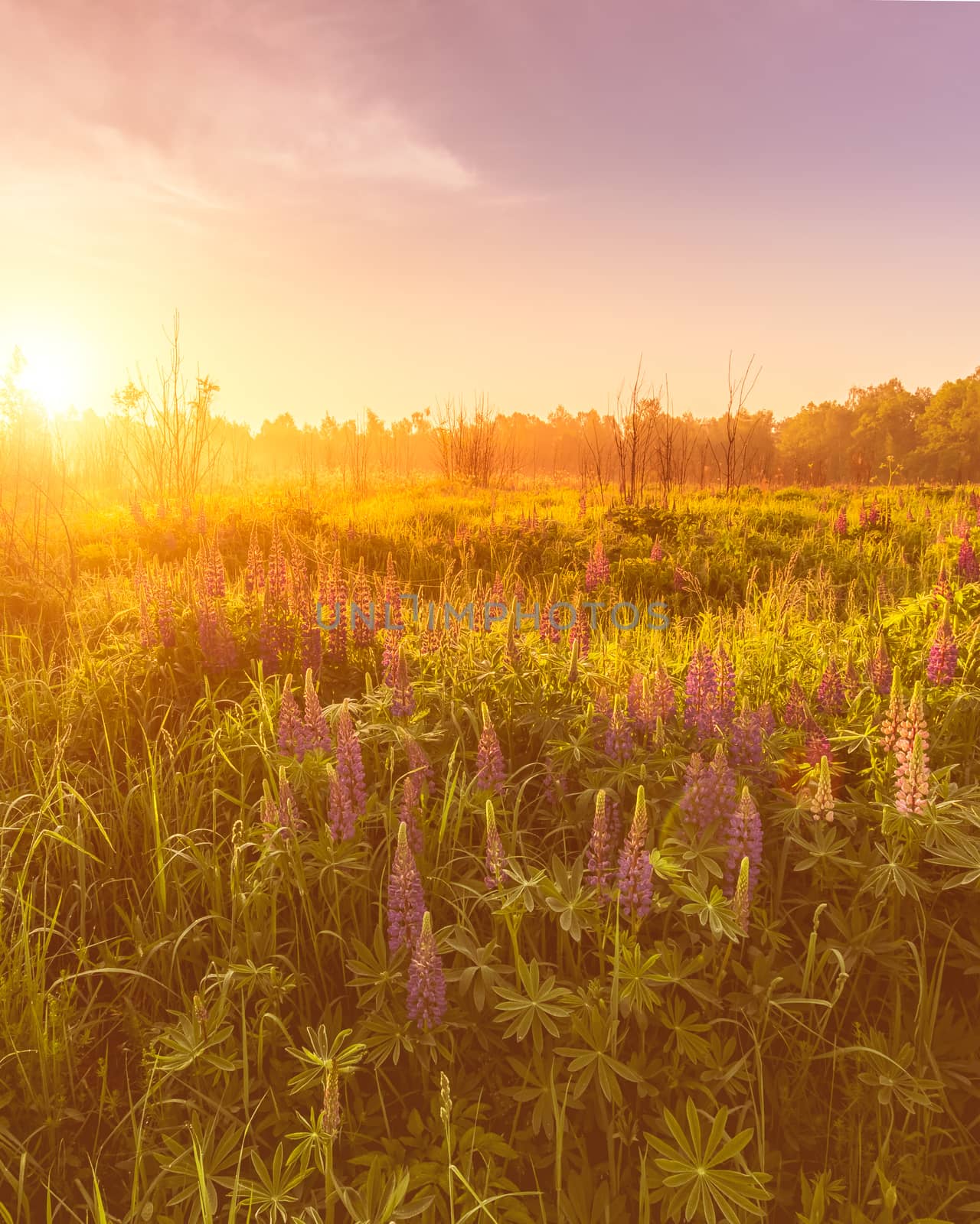 Sunrise on a field covered with flowering lupines in spring or early summer season with fog and trees on a background in morning. by Eugene_Yemelyanov