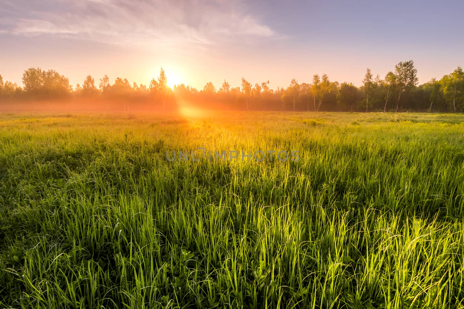 Sunrise or sunset in a spring field with green grass covered with a dew, fog, birch trees and clear bright sky. Landscape.