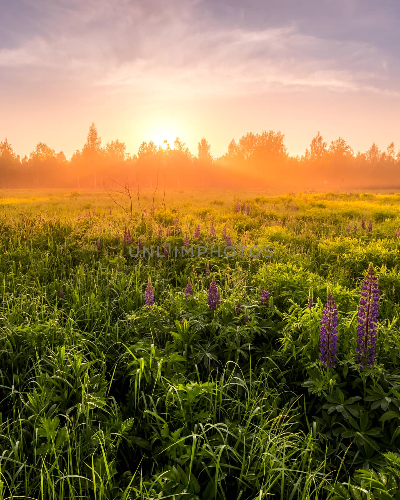 Sunrise on a field covered with flowering lupines in spring or early summer season with fog and trees on a background in morning. Landscape.