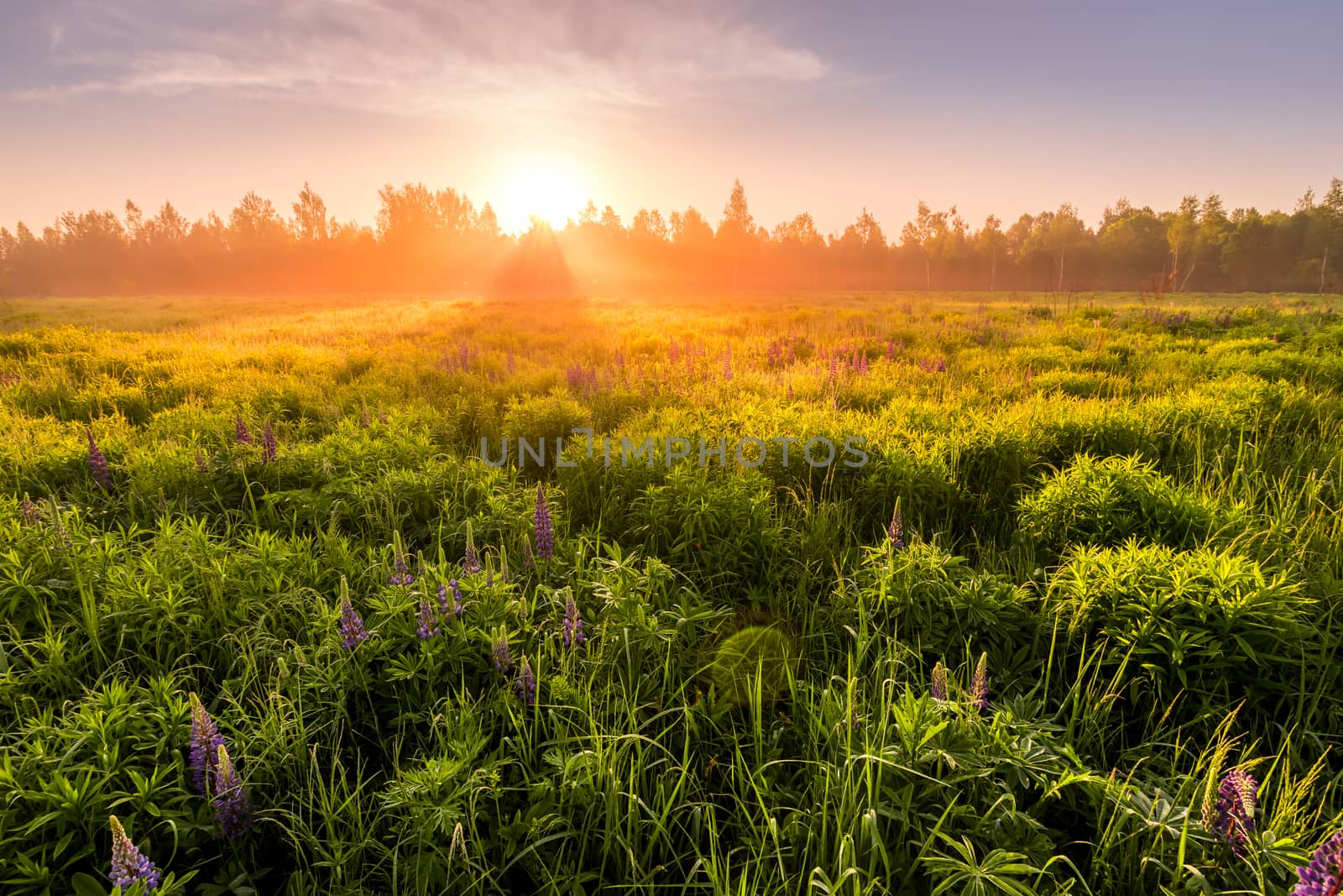 Sunrise on a field covered with flowering lupines in spring or early summer season with fog and trees on a background in morning. by Eugene_Yemelyanov