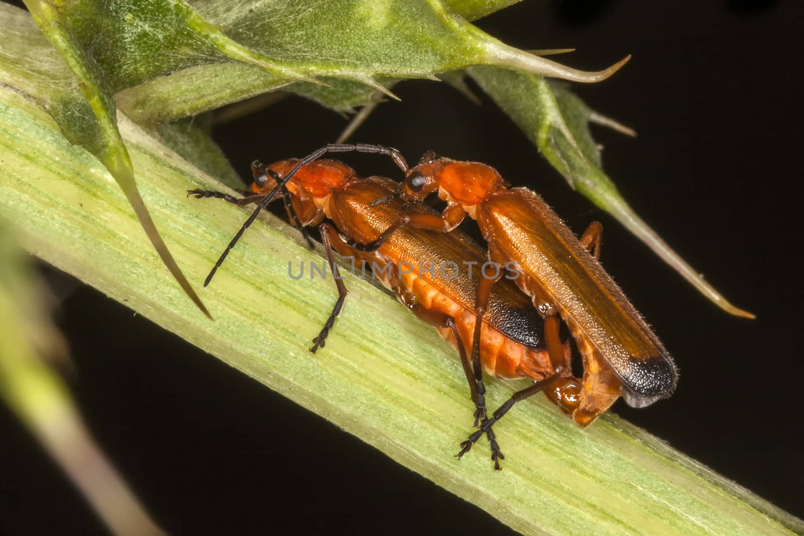 Common Red Soldier Beetle (Rhagonycha fulva) insect bug  mating