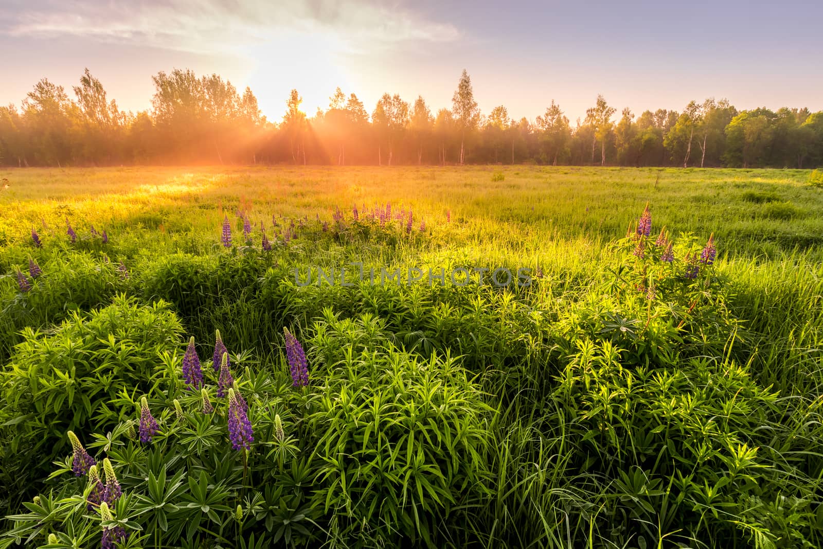 Sunrise on a field covered with flowering lupines in spring or early summer season with fog and trees on a background in morning. by Eugene_Yemelyanov