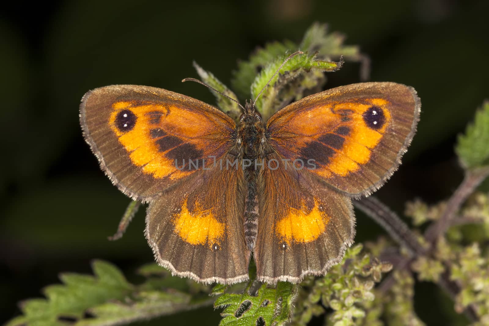 Gatekeeper Butterfly (Pyronia tithonus)  by ant