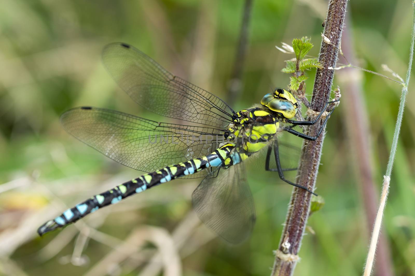 Southern Hawker Dragonfly ( Aeshna cyanea) male in Autumn