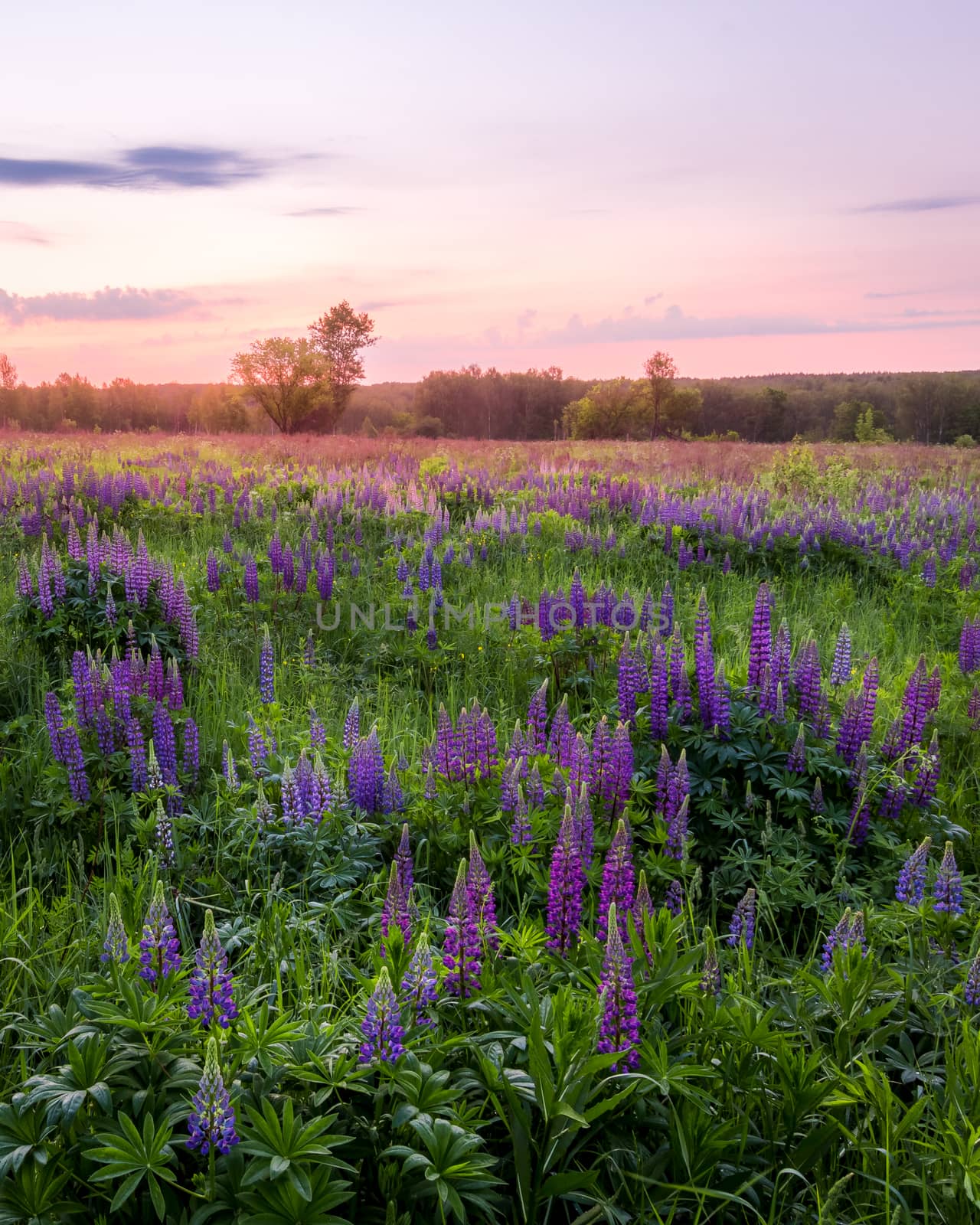 Twilight on a field covered with flowering lupines in spring or early summer season with trees on a background in morning. Landscape.