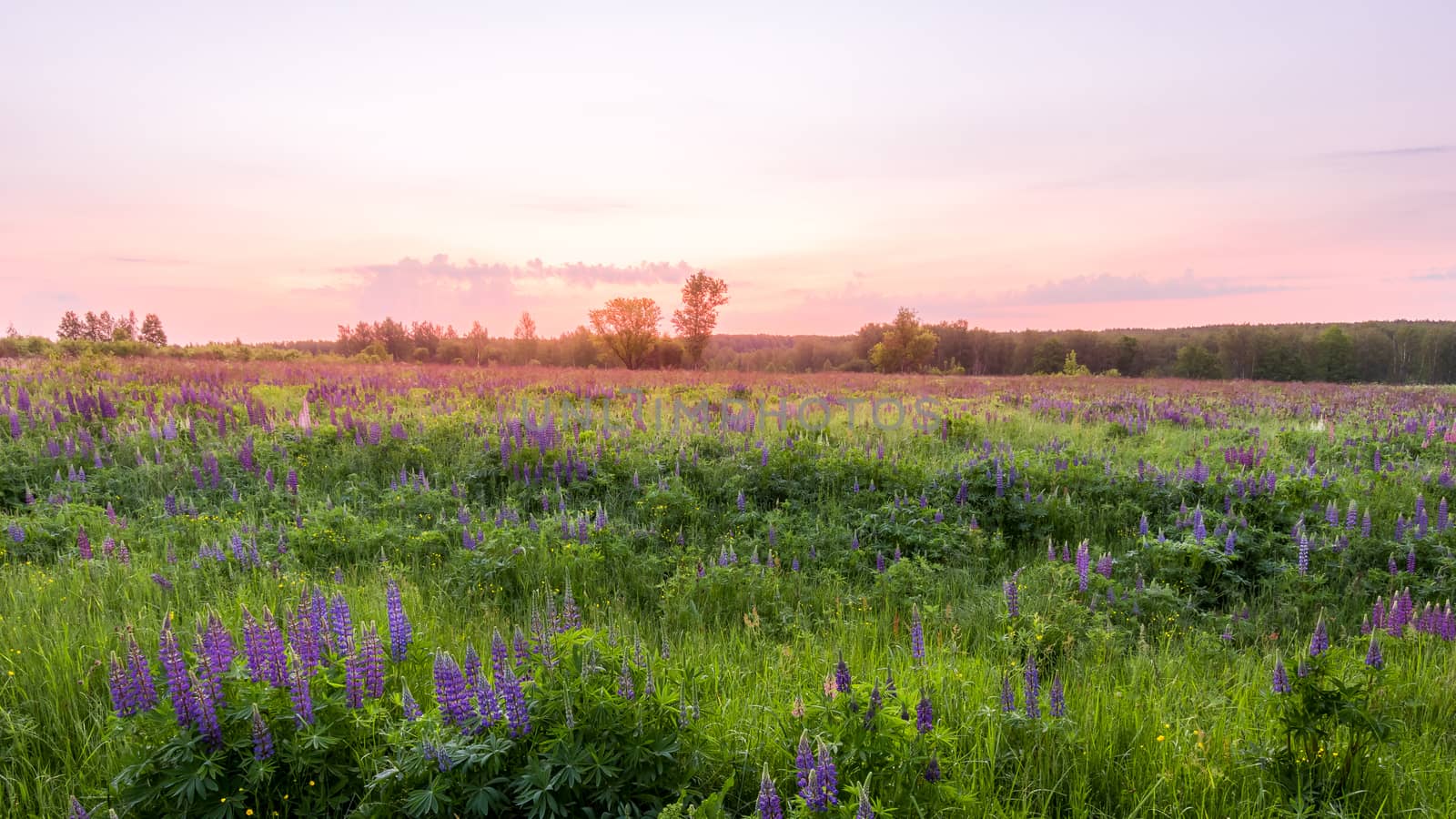 Twilight on a field covered with flowering lupines in spring or early summer season with trees on a background in morning. Landscape.