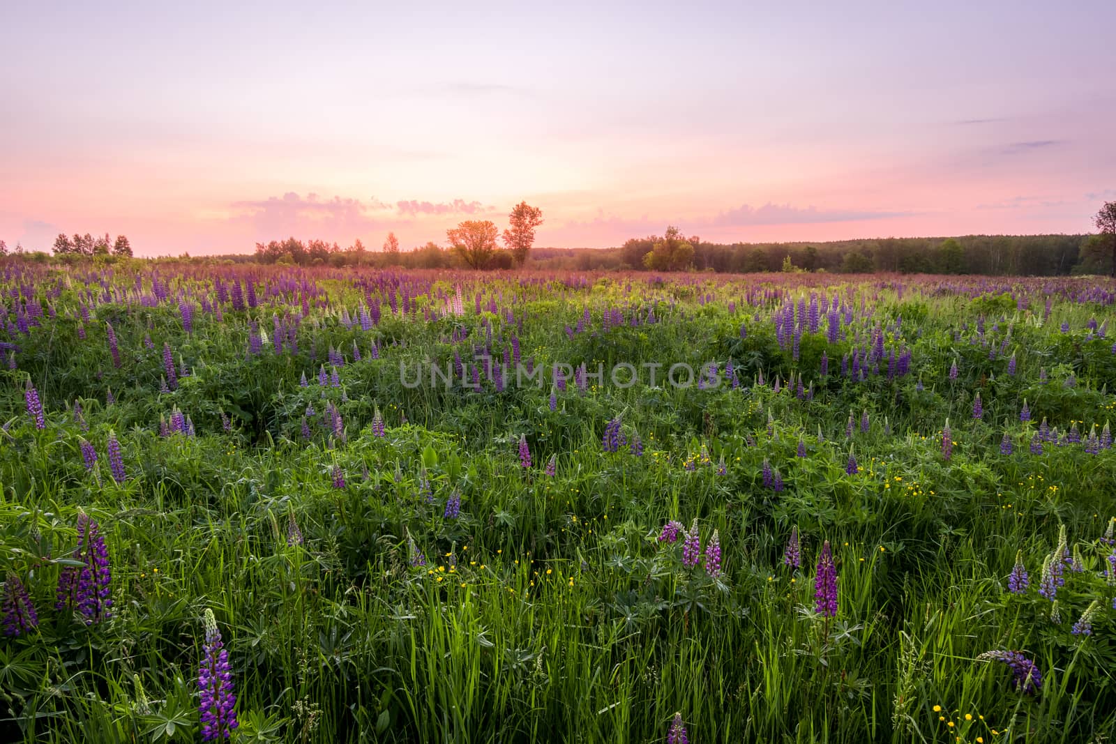 Twilight on a field covered with flowering lupines in spring or early summer season with trees on a background in morning. Landscape.