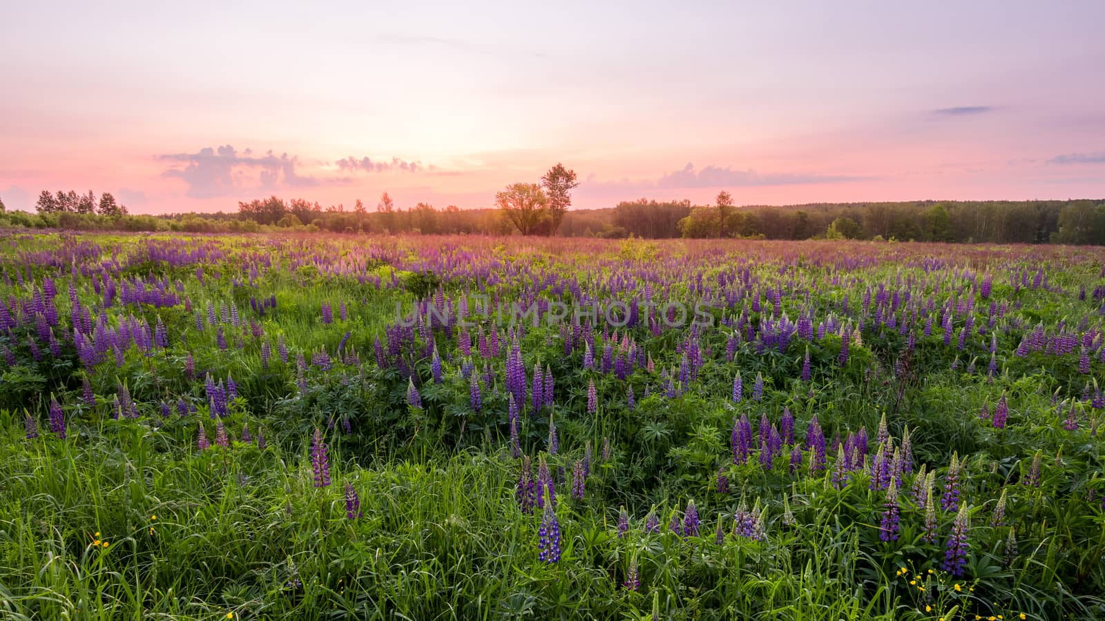 Twilight on a field covered with flowering lupines in spring or  by Eugene_Yemelyanov