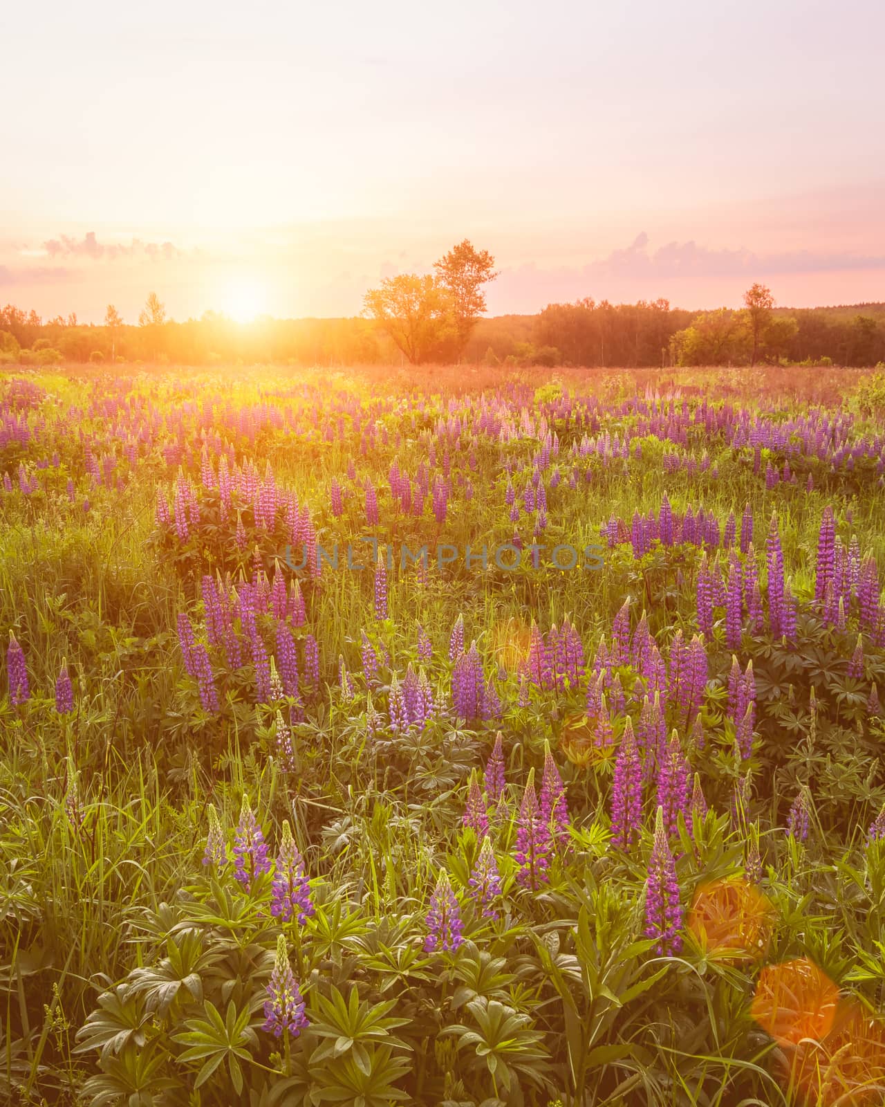 Sunrise on a field covered with flowering lupines in spring or e by Eugene_Yemelyanov