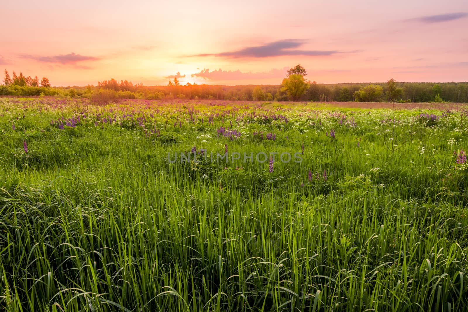 Sunrise on a field covered with flowering lupines in spring or e by Eugene_Yemelyanov