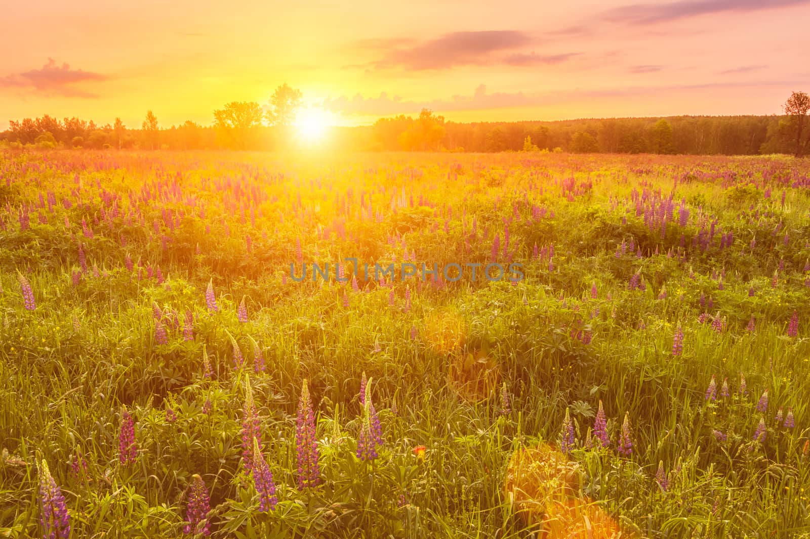 Sunrise on a field covered with flowering lupines in spring or e by Eugene_Yemelyanov