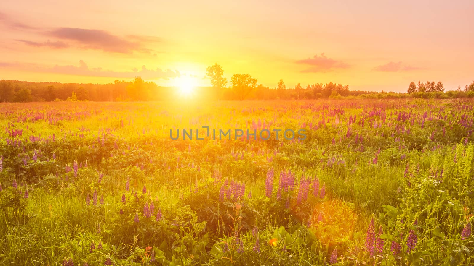 Sunrise on a field covered with flowering lupines in spring or e by Eugene_Yemelyanov