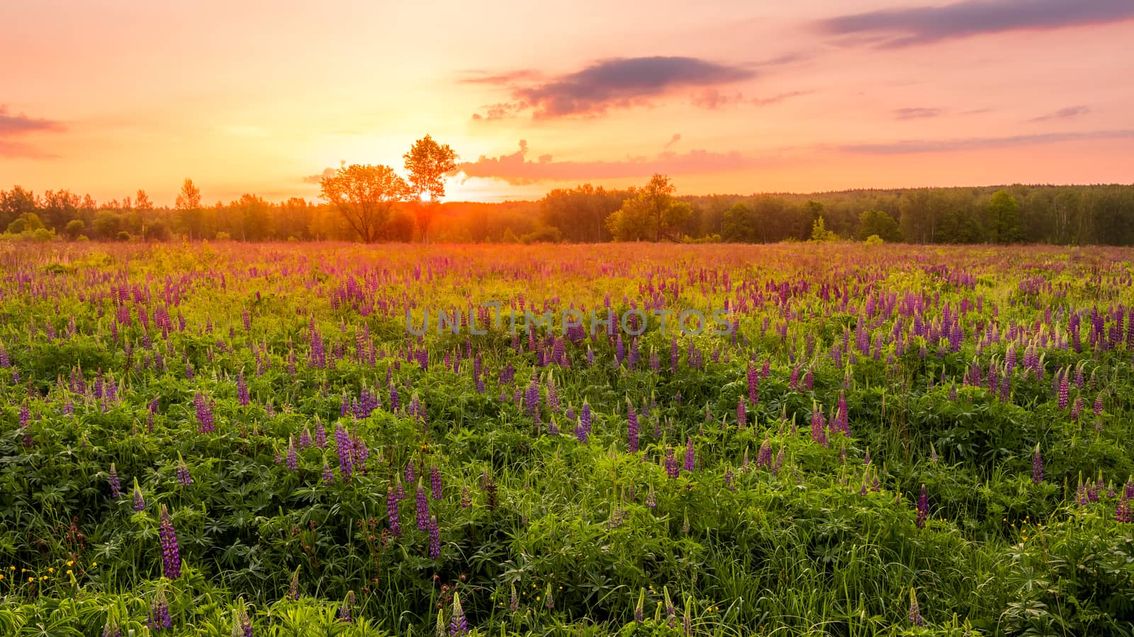 Sunrise on a field covered with flowering lupines in spring or e by Eugene_Yemelyanov