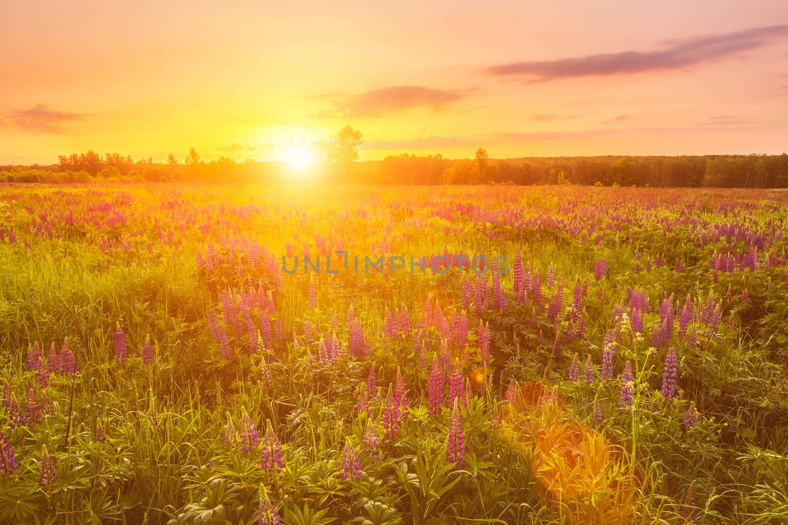 Sunrise on a field covered with flowering lupines in spring or e by Eugene_Yemelyanov