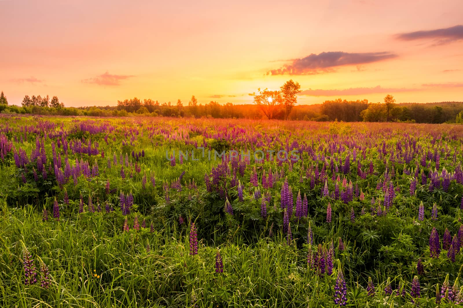 Sunrise on a field covered with flowering lupines in spring or e by Eugene_Yemelyanov