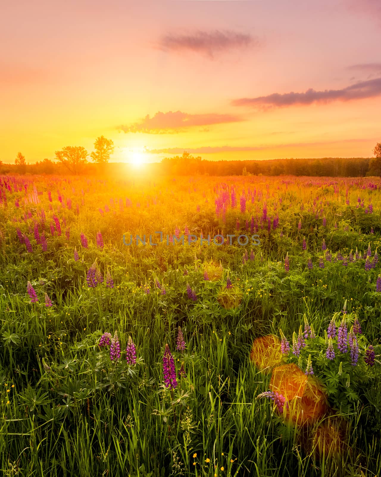 Sunrise on a field covered with flowering lupines in spring or early summer season with fog and trees on a background in morning. Landscape.