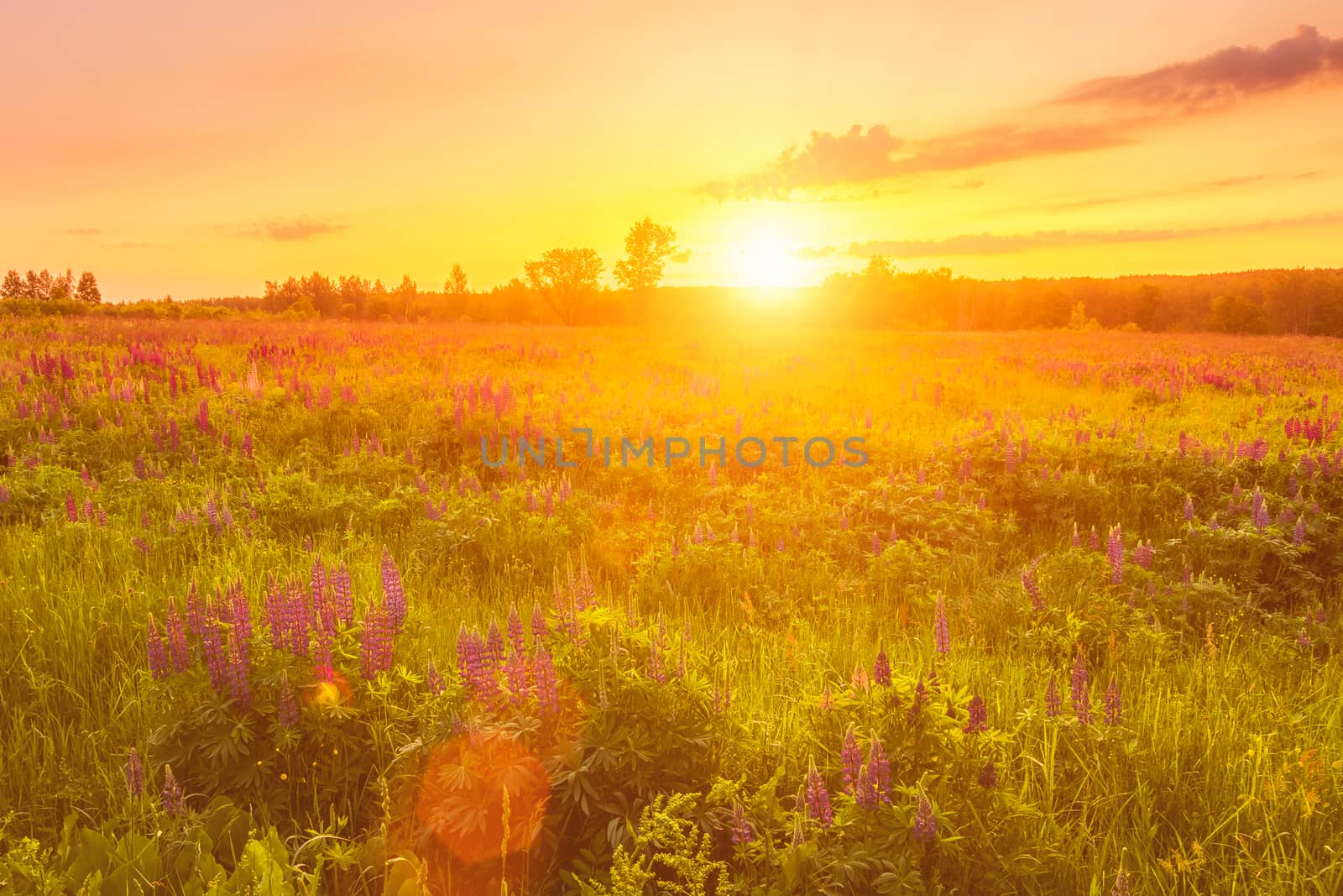 Sunrise on a field covered with flowering lupines in spring or e by Eugene_Yemelyanov