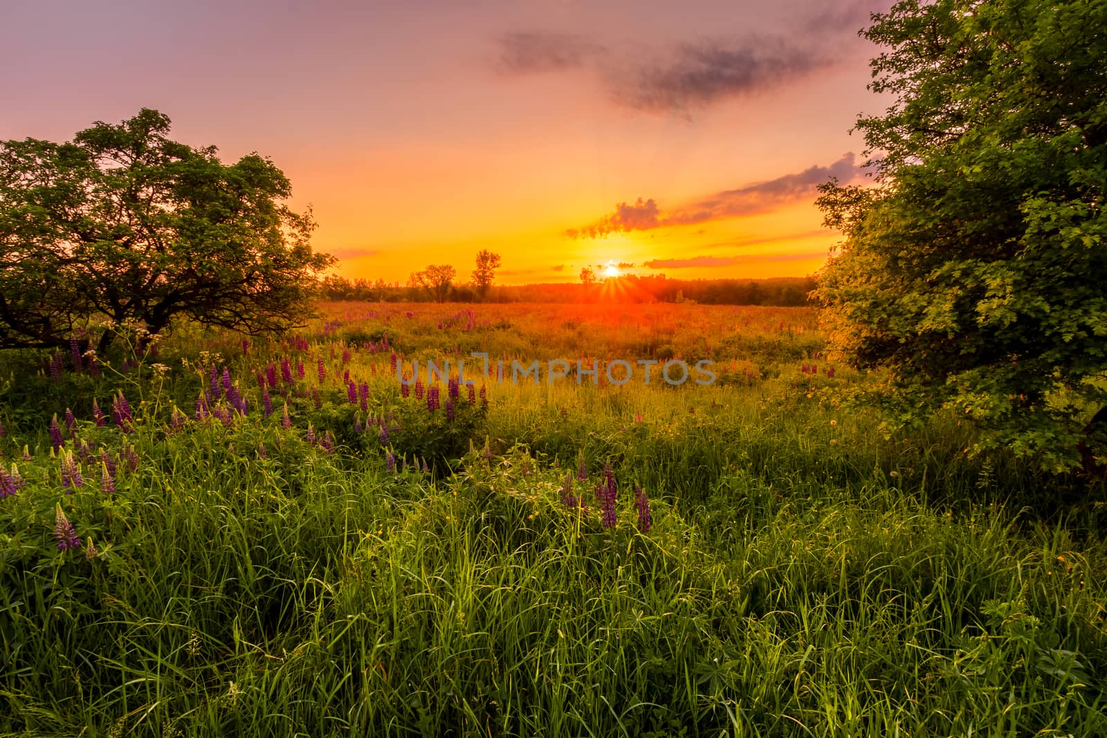 Sunrise on a field covered with flowering lupines in spring or early summer season with trees on a foreground in morning. Landscape.