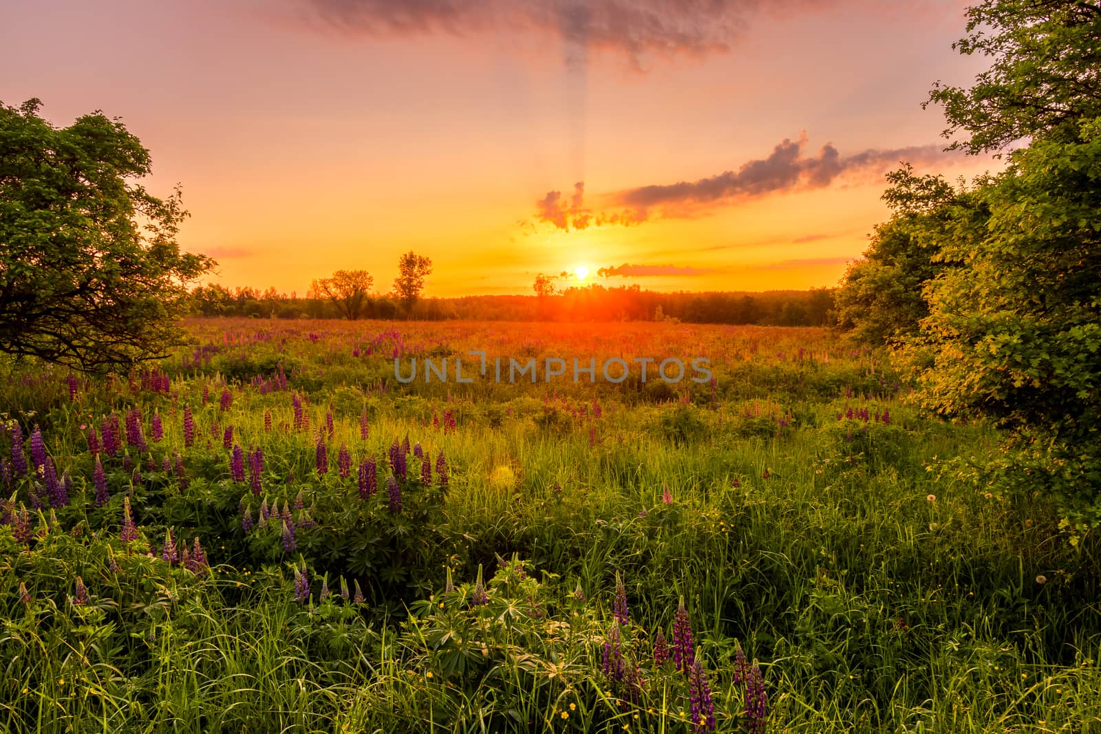 Sunrise on a field covered with flowering lupines in spring or early summer season with trees on a foreground in morning. by Eugene_Yemelyanov