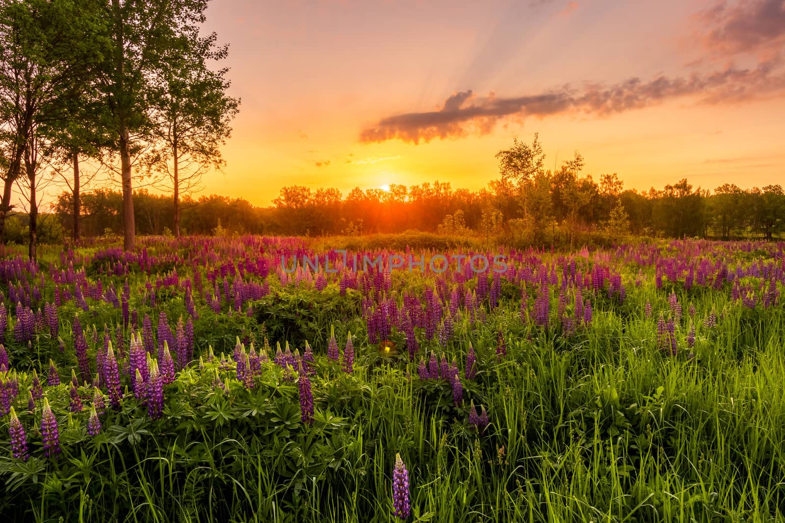 Sunrise on a field covered with flowering lupines in spring or early summer season with trees on a foreground in morning. Landscape.
