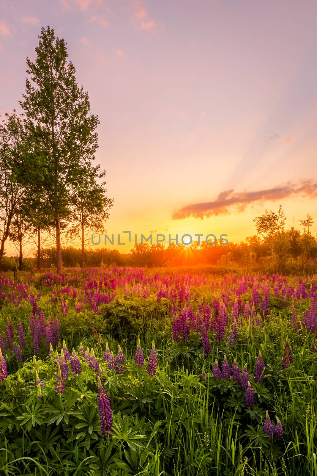 Sunrise on a field covered with flowering lupines in spring or e by Eugene_Yemelyanov