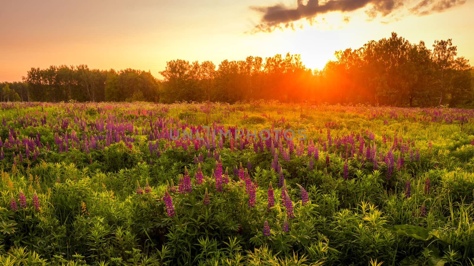 Sunrise on a field covered with flowering lupines in spring or early summer season with fog and trees on a background in morning. Landscape.