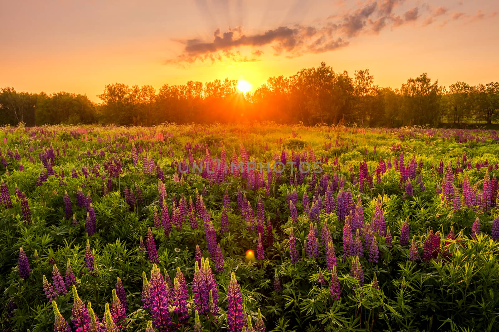 Sunrise on a field covered with flowering lupines in spring or early summer season with fog and trees on a background in morning. Landscape.