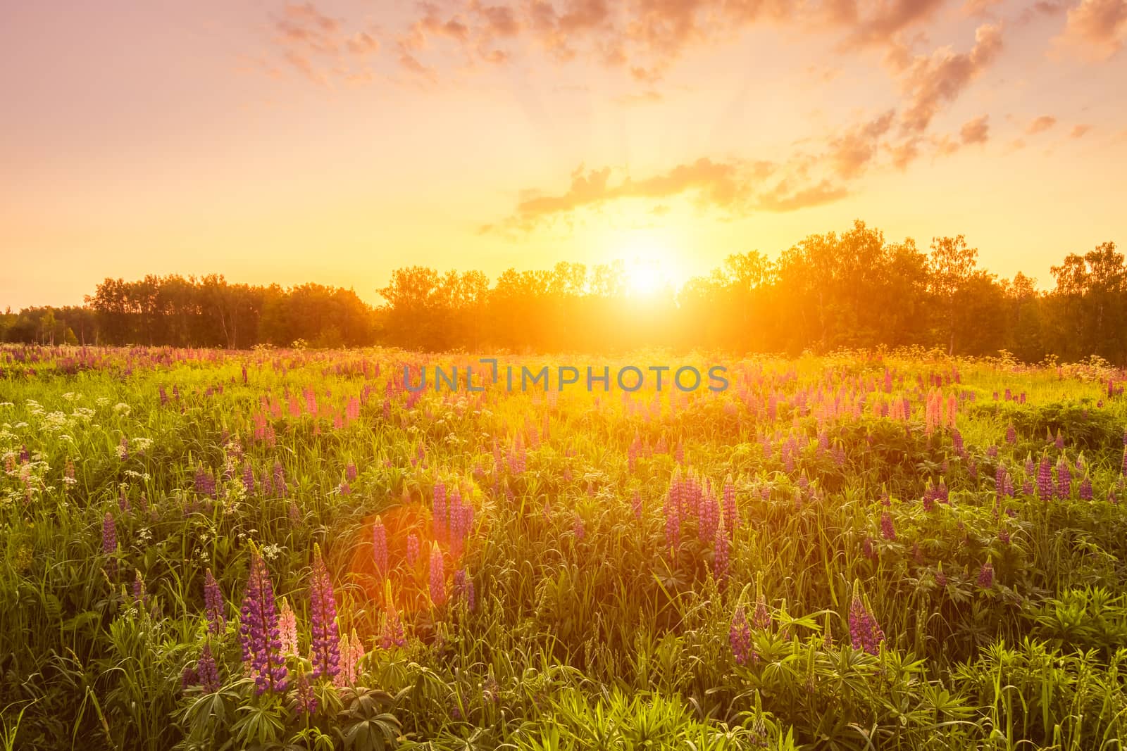 Sunrise on a field covered with flowering lupines in spring or early summer season with fog and trees on a background in morning. Landscape.