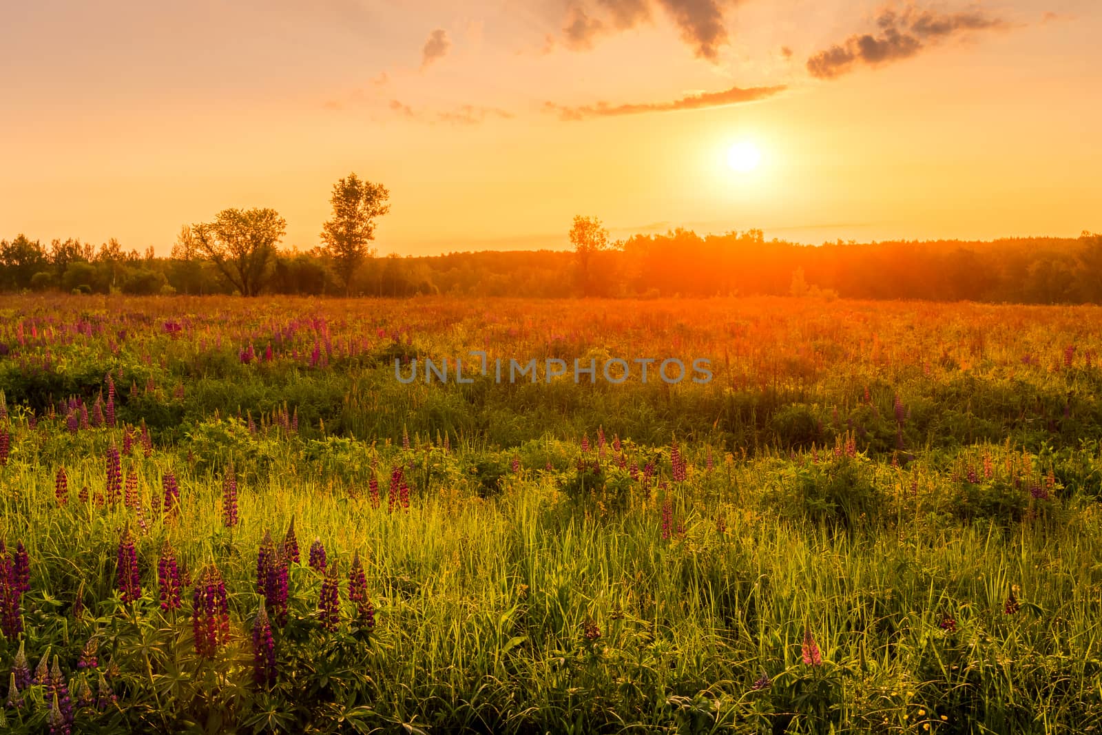 Sunrise on a field covered with flowering lupines in spring or early summer season with fog and trees on a background in morning. Landscape.