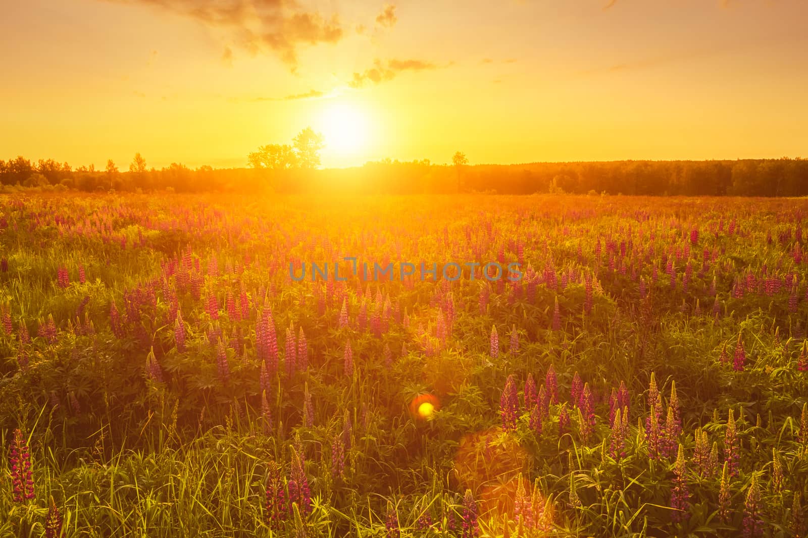 Sunrise on a field covered with flowering lupines in spring or early summer season with fog and trees on a background in morning. Landscape.