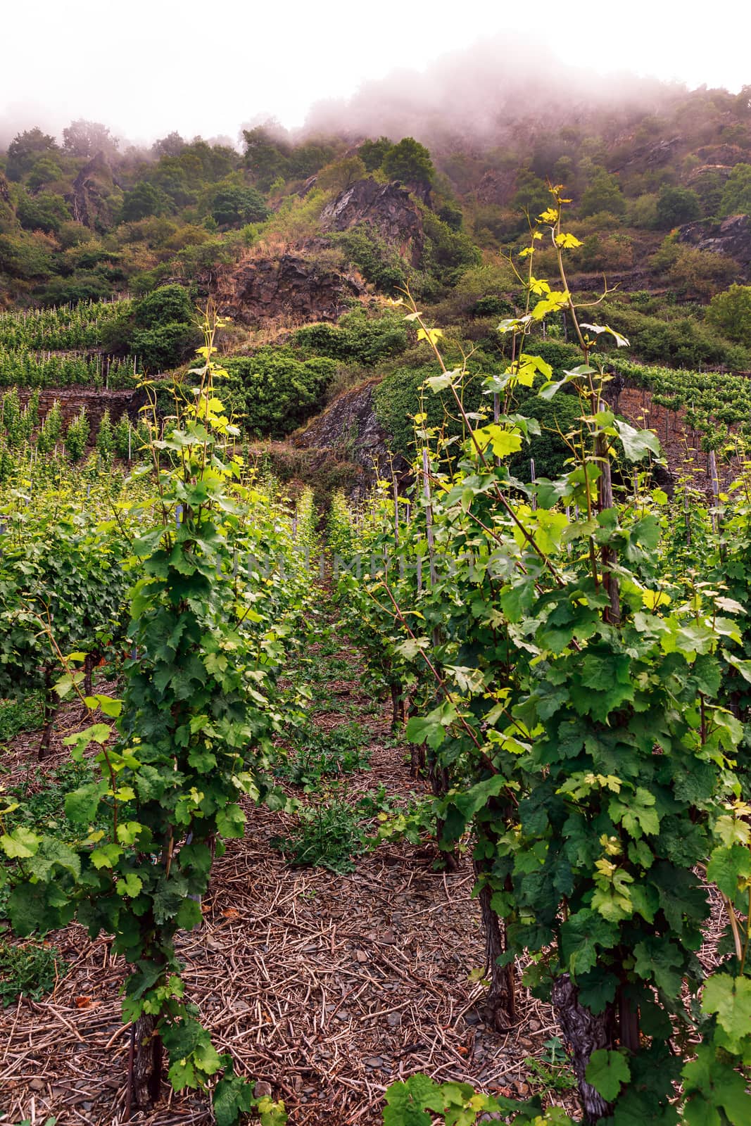 mountainside vineyard with morning fog, Moselle, Germany