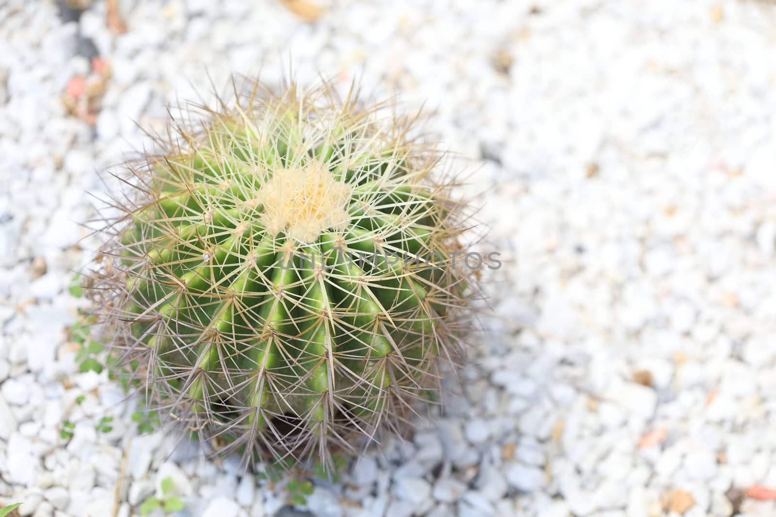 Cactus plant with thorn on Pebbles pot