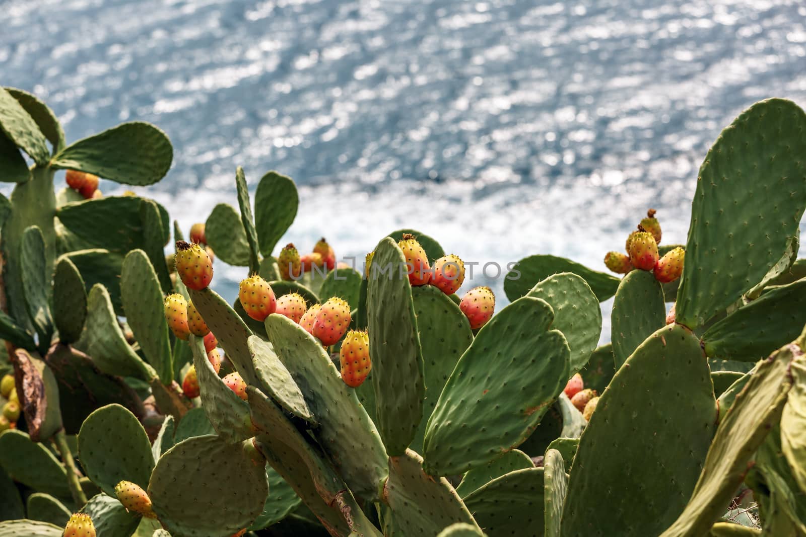 blooming cactus on the coast, overlooking the sea, blurred background, Costa Brava, Spain.



