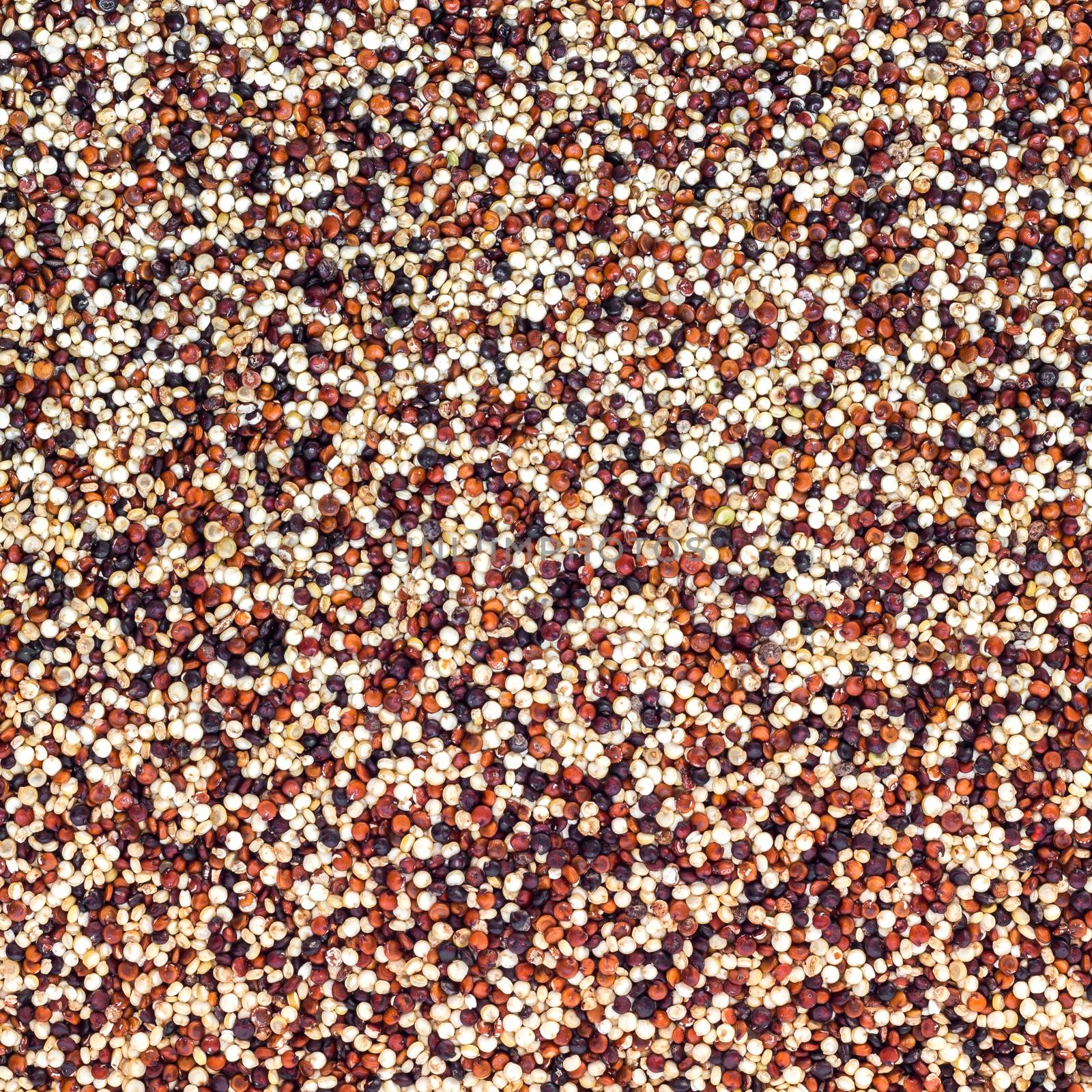 Mixed red, white and black quinoa as an abstract background texture