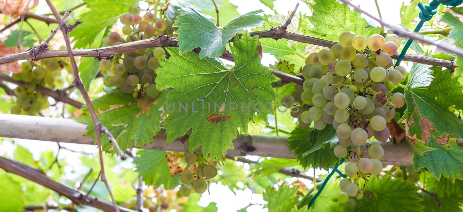 Bunchs of golden grapes on grapevine right before harvest