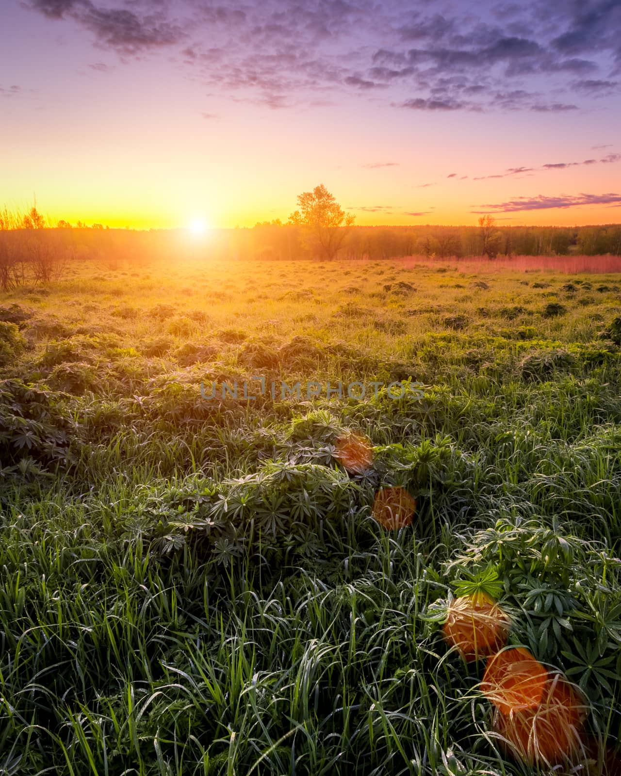 Sunrise or sunset in a spring field with green grass, lupine sprouts, fog on the horizon and bright sky with clouds. Sunbeam on a foreground.