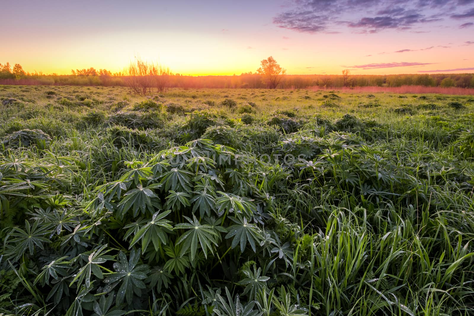 Twilight in a spring field with green grass, lupine sprouts, fog on the horizon and bright sky with morninh clouds. 