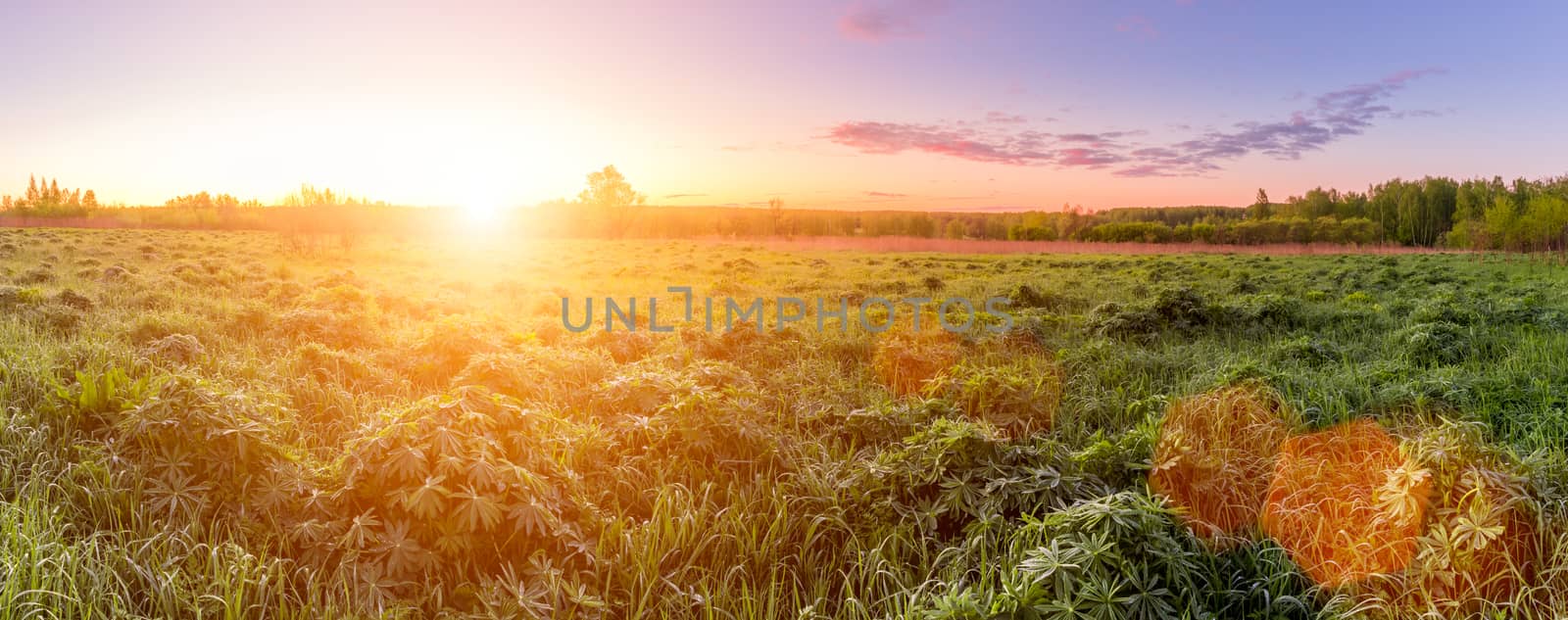 Panorama of a sunrise or sunset in a spring field with green grass, lupine sprouts, mist on the horizon and sky with morning clouds. Sunbeam on a foreground.