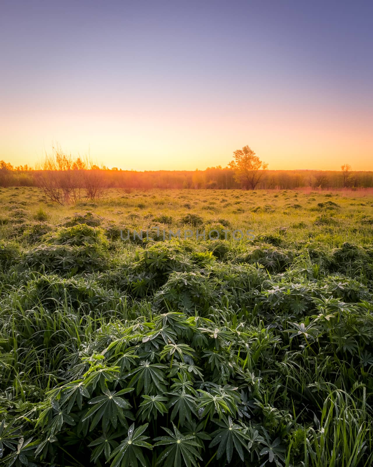 Twilight in a spring field with green grass, lupine sprouts, fog on the horizon and clear bright sky. 