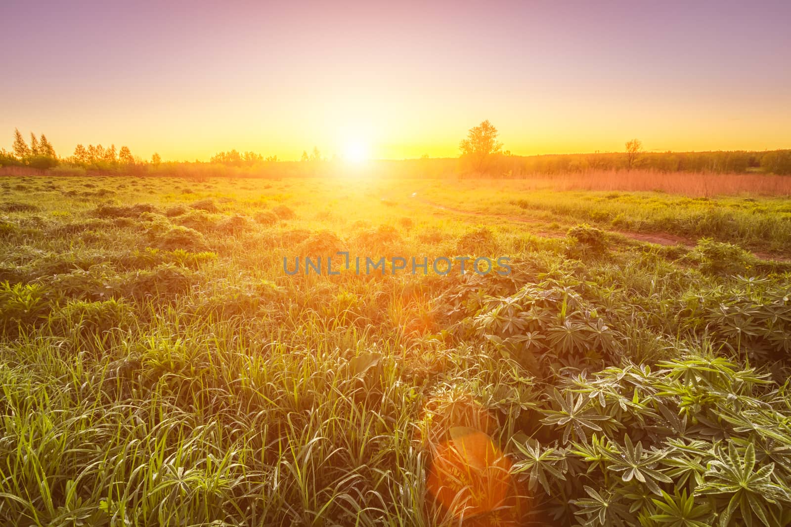 Sunrise or sunset in a spring field with green grass, lupine sprouts, fog on the horizon and clear bright sky. Sunbeam on a foreground.