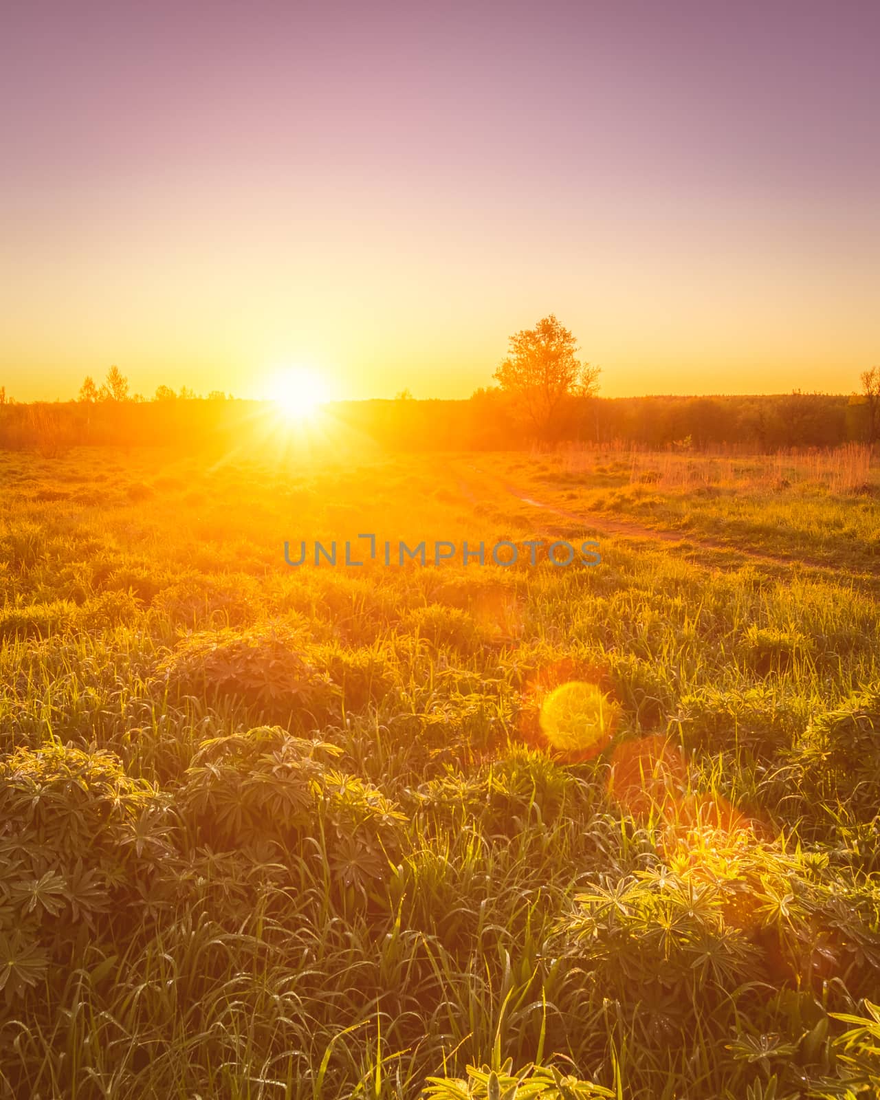 Dawn or sunset in a spring field with green grass, lupine sprouts, fog on the horizon and clear bright sky. Sunbeam on a foreground.