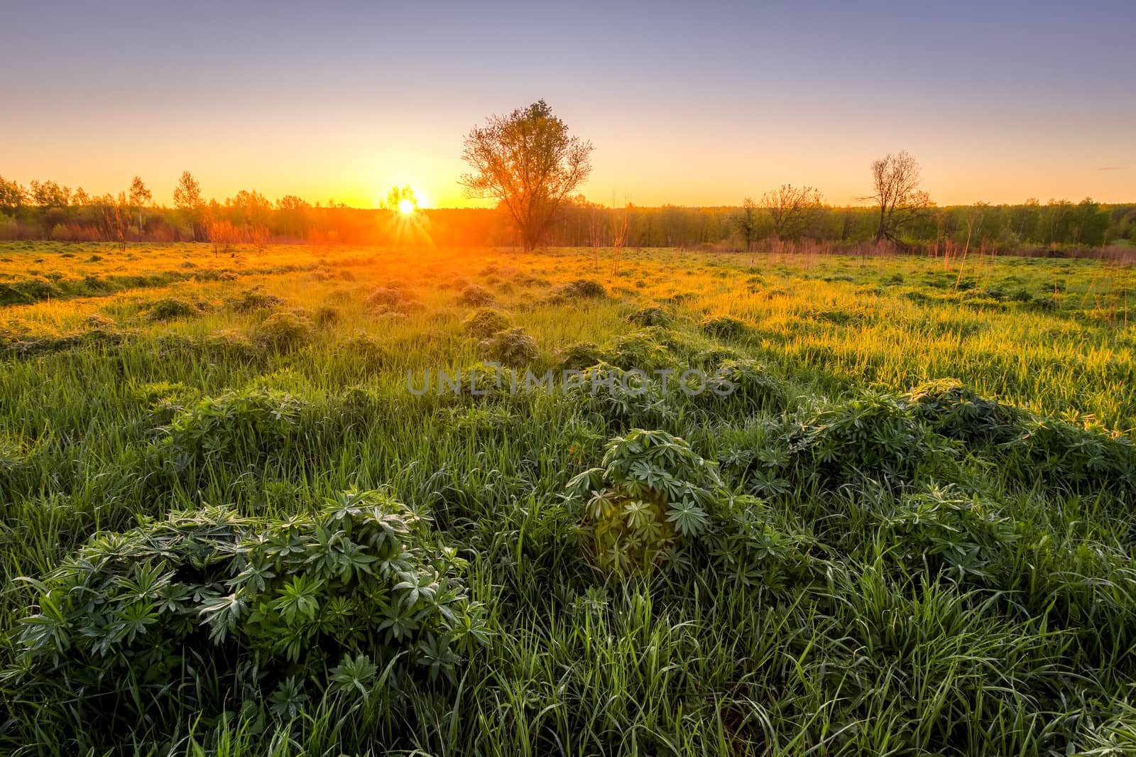 Dawn or sunset in a spring field with green grass, lupine sprouts, fog on the horizon and clear bright sky. Sunbeam on a foreground.