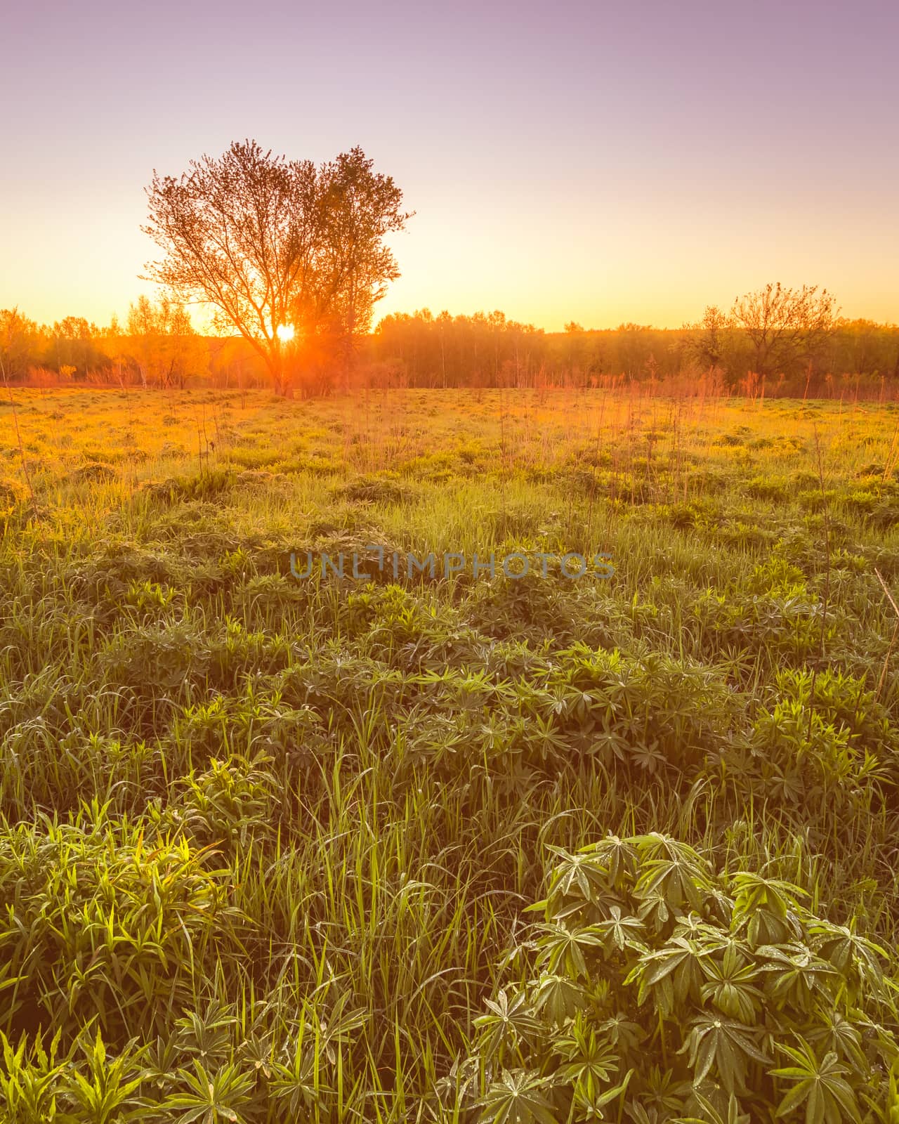 Dawn or sunset in a spring field with green grass, lupine sprouts, fog on the horizon and clear bright sky. Sunbeam on a foreground.