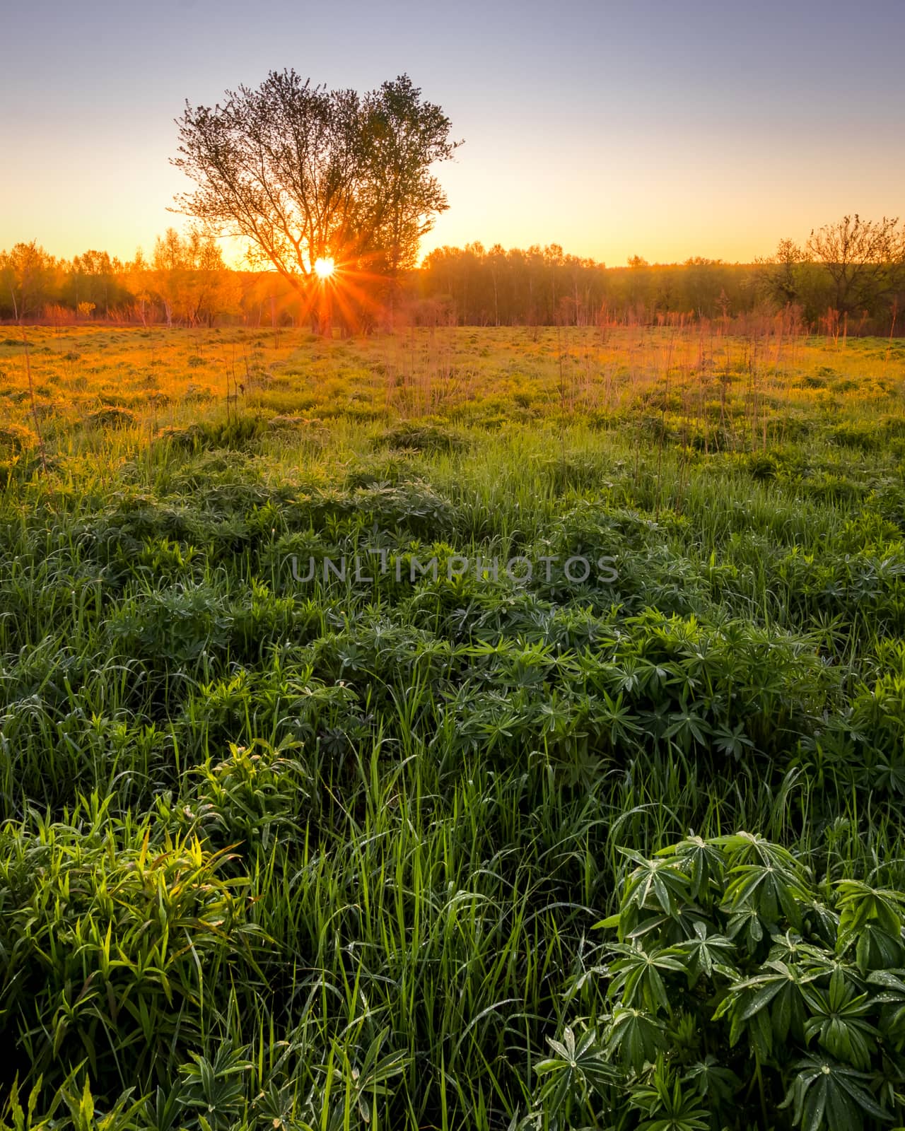 Sunrise or sunset in a spring field with green grass, lupine sprouts, fog on the horizon and clear bright sky. 