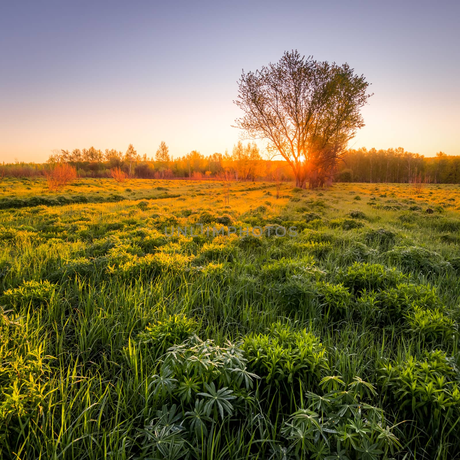 Sunrise or sunset in a spring field with green grass, lupine sprouts, fog on the horizon and clear bright sky. 