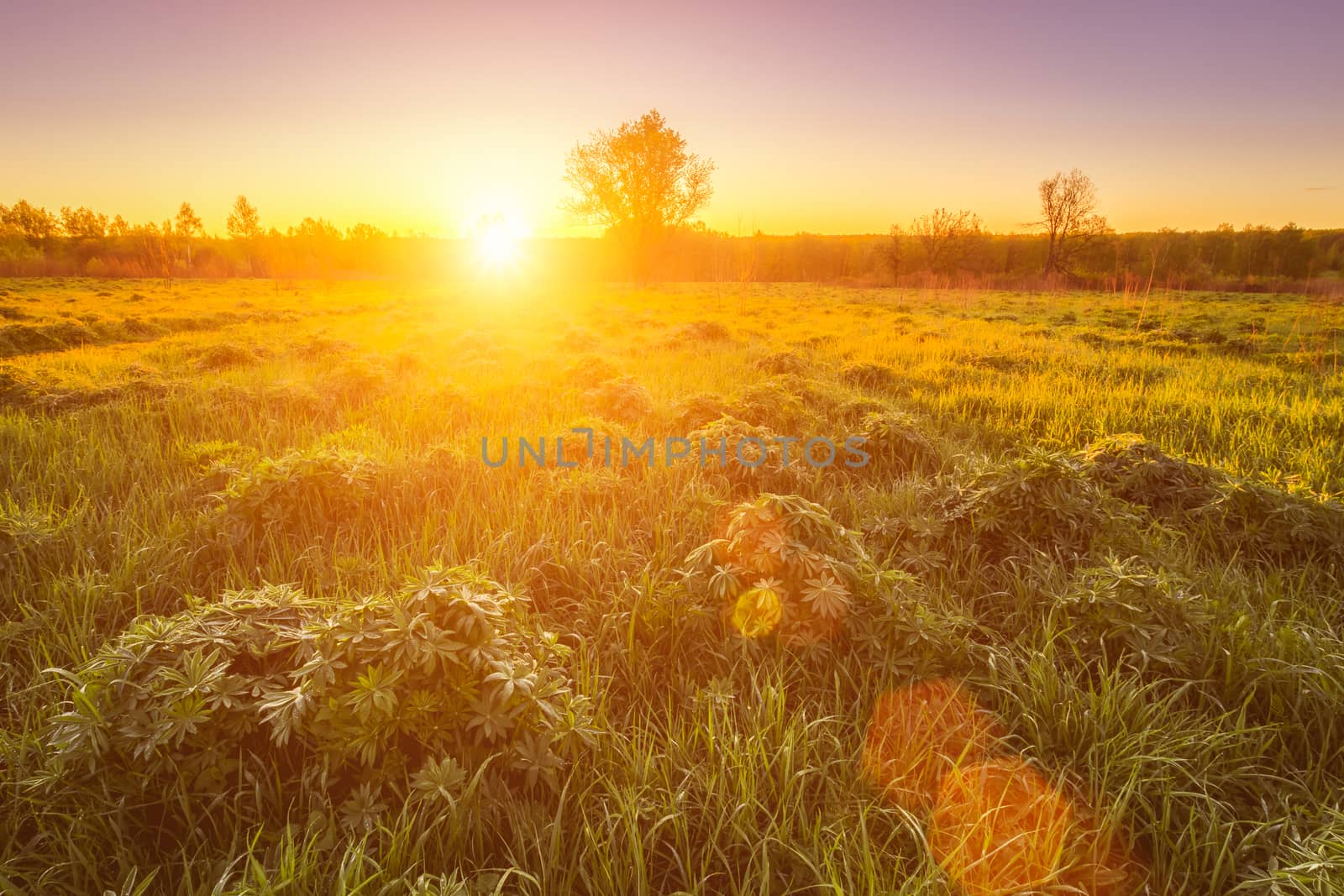 Sunrise or sunset in a spring field with green grass, lupine sprouts, fog on the horizon and clear bright sky. Sunbeam on a foreground.